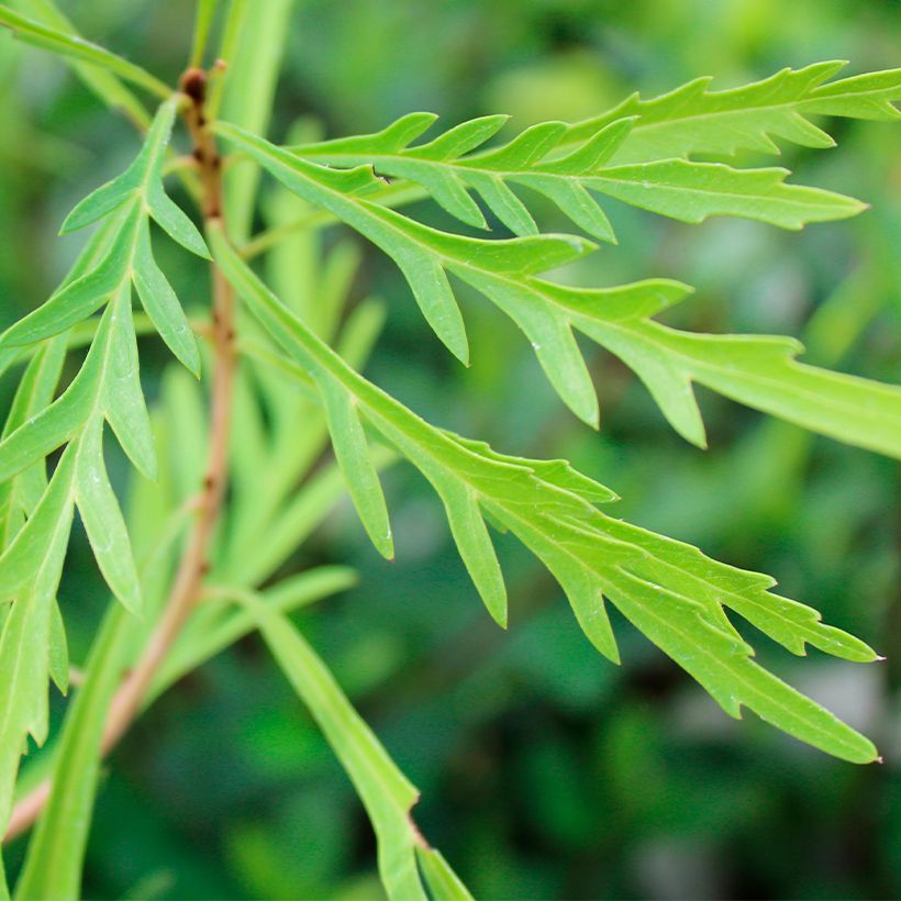 Lomatia silaifolia - Lomatie (Laub)