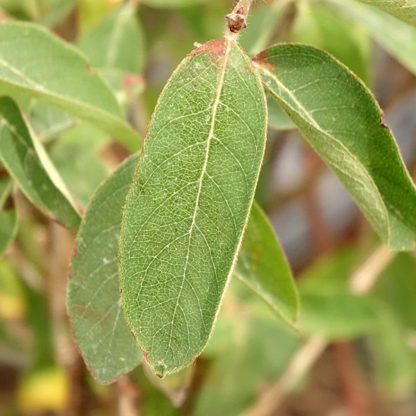 Heckenkirsche Altaj - Lonicera kamtschatica (Laub)