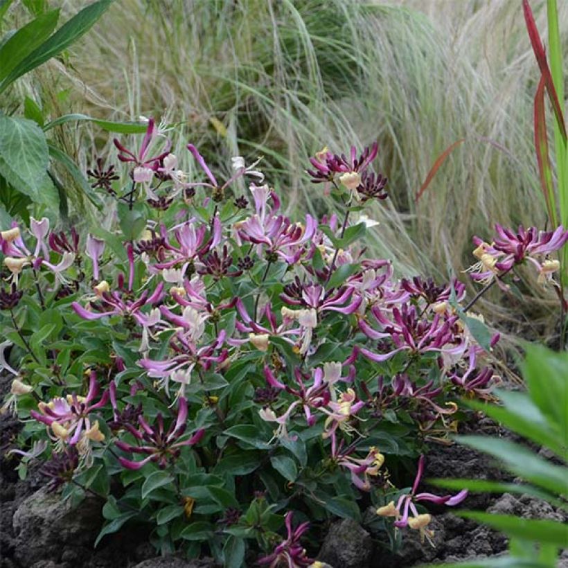 Lonicera periclymenum Chic et Choc - Wald-Geißschlinge (Hafen)