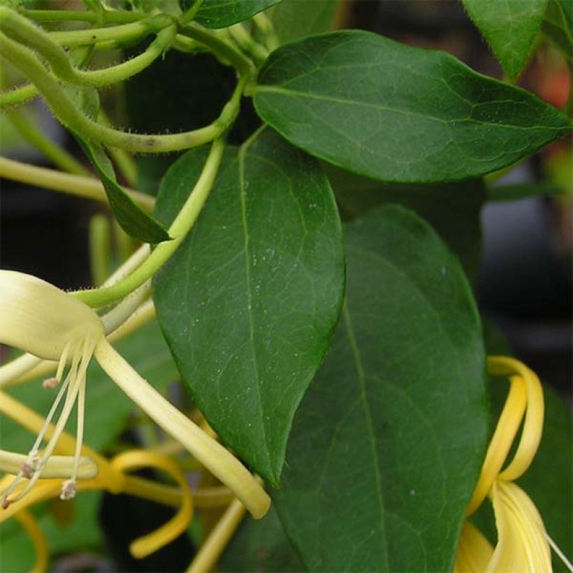 Lonicera similis var. delavayi - Schlingende Heckenkirsche (Laub)