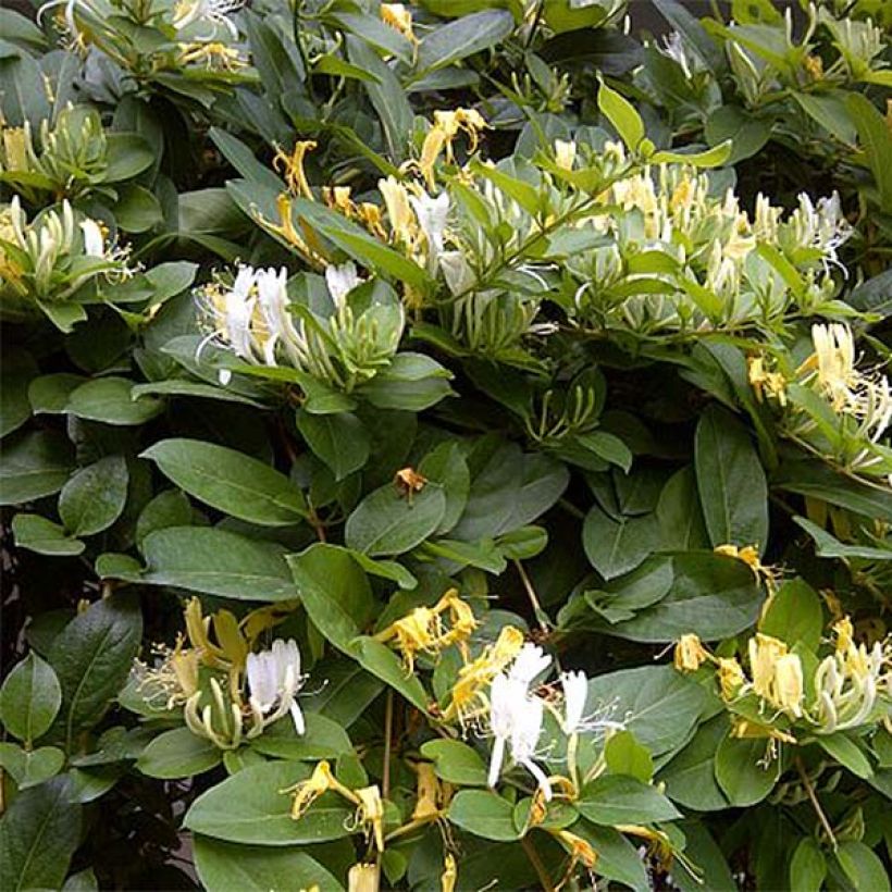 Lonicera similis var. delavayi - Schlingende Heckenkirsche (Blüte)