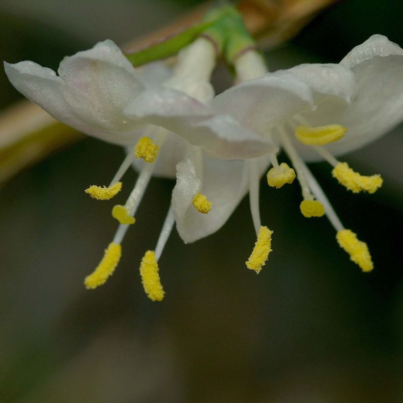 Lonicera fragrantissima - Wohlriechende Heckenkirsche (Blüte)