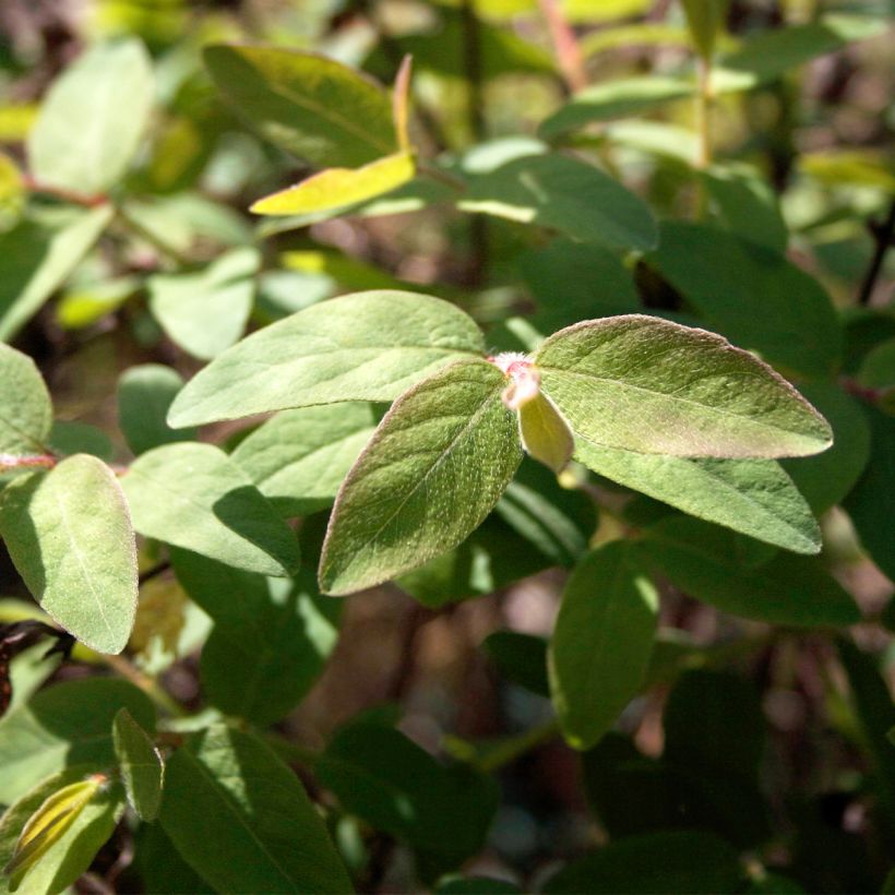 Heckenkirsche Blue Velvet - Lonicera kamtschatica (Laub)