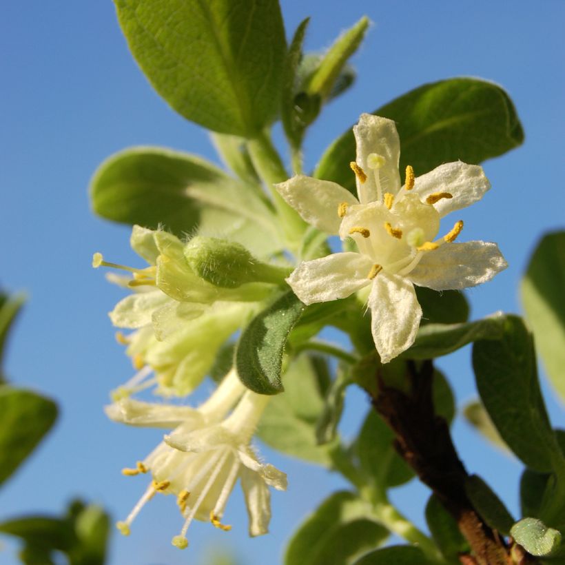 Heckenkirsche Blue Velvet - Lonicera kamtschatica (Blüte)