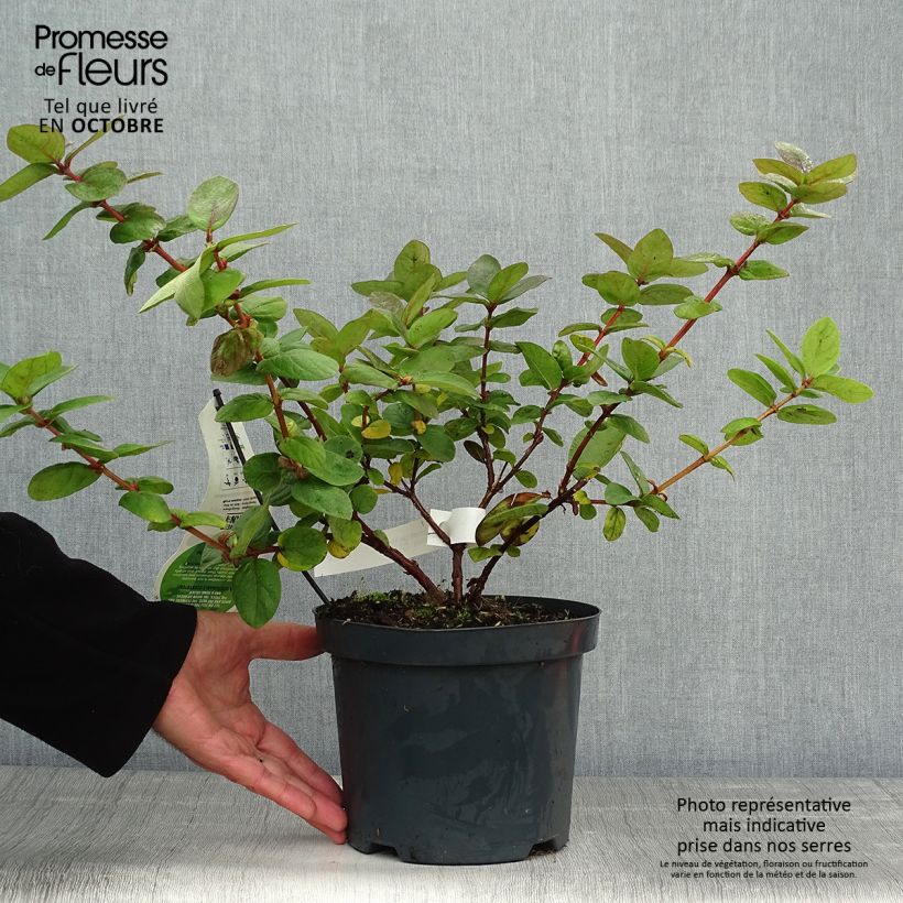 Exemplar von Lonicera kamtschatica Duet - Baie de mai Pot de 1.5L wie im Herbst geliefert