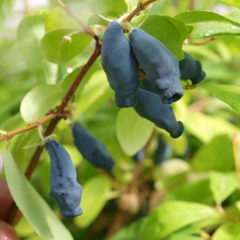 Heckenkirsche Eisbär 'Polar Bear' - Lonicera kamtschatica (Ernte)