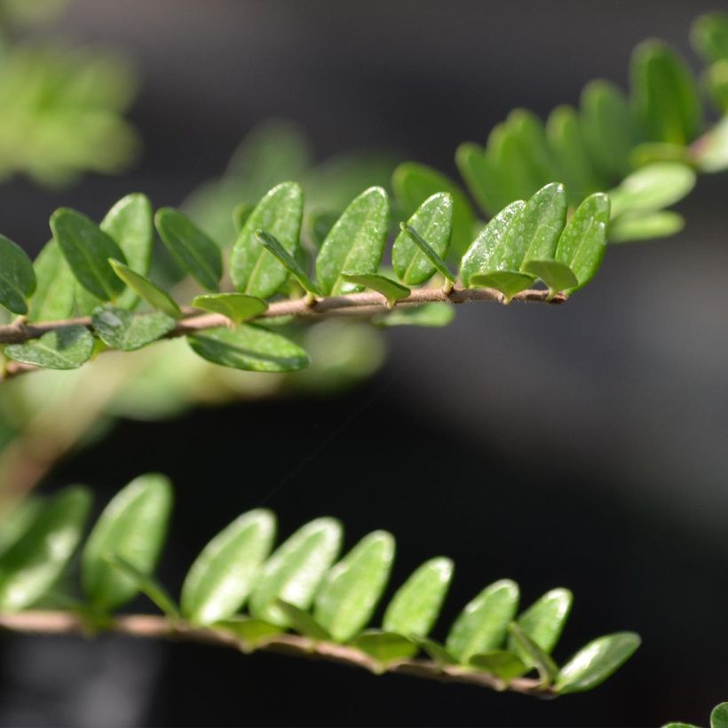 Lonicera nitida Elegant - Heckenmyrte (Laub)