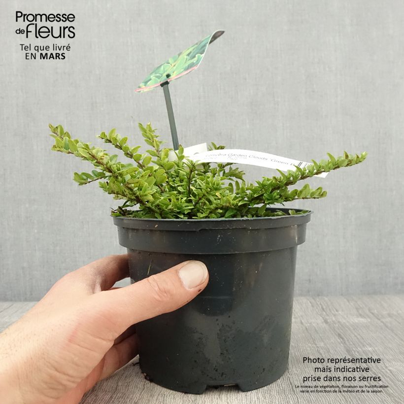 Exemplar von Lonicera nitida Garden Clouds Green Breeze - Chèvrefeuille arbustif Pot de 2L/3L wie im Frühjahr geliefert