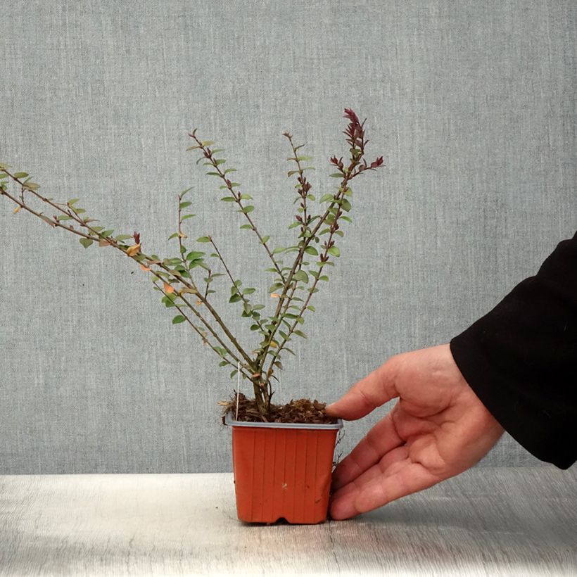 Exemplar von Lonicera nitida Garden Clouds Purple Storm - Chèvrefeuille arbustif Godet de 9 cm wie im Frühjahr geliefert