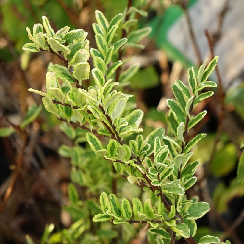 Lonicera nitida Lemon Beauty - Heckenmyrte (Laub)