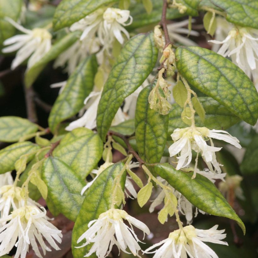 Loropetalum chinense - Riemenblüte (Laub)