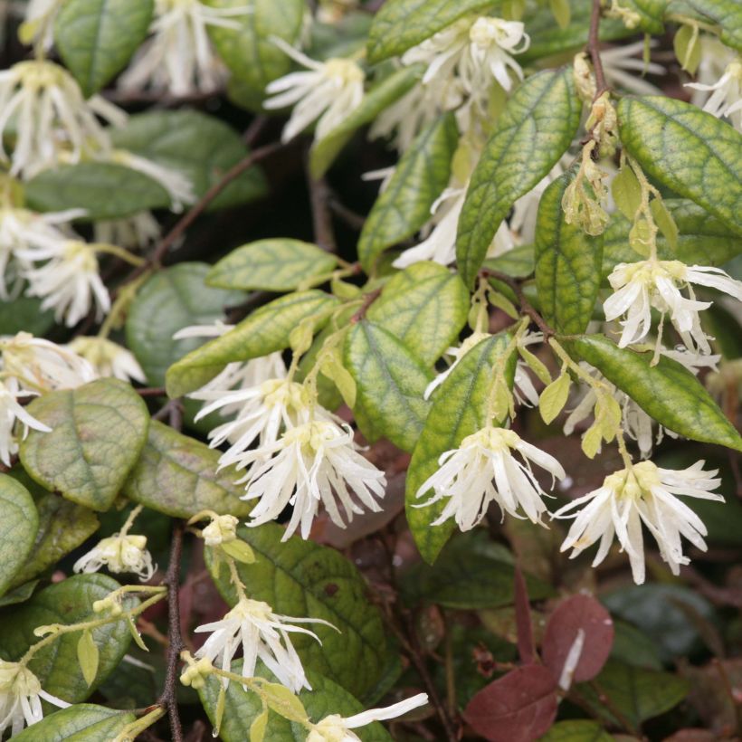 Loropetalum chinense - Riemenblüte (Blüte)