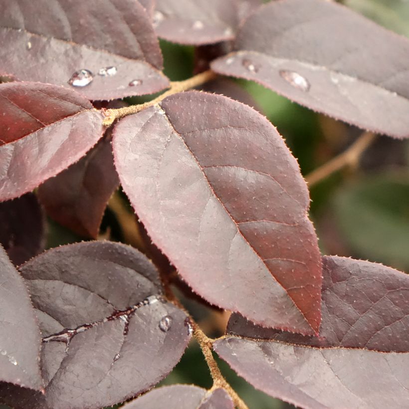 Loropetalum chinense Black Pearl - Riemenblüte (Laub)