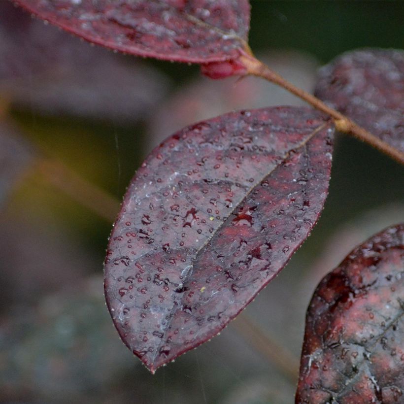 Loropetalum chinense Fire dance - Riemenblüte (Laub)