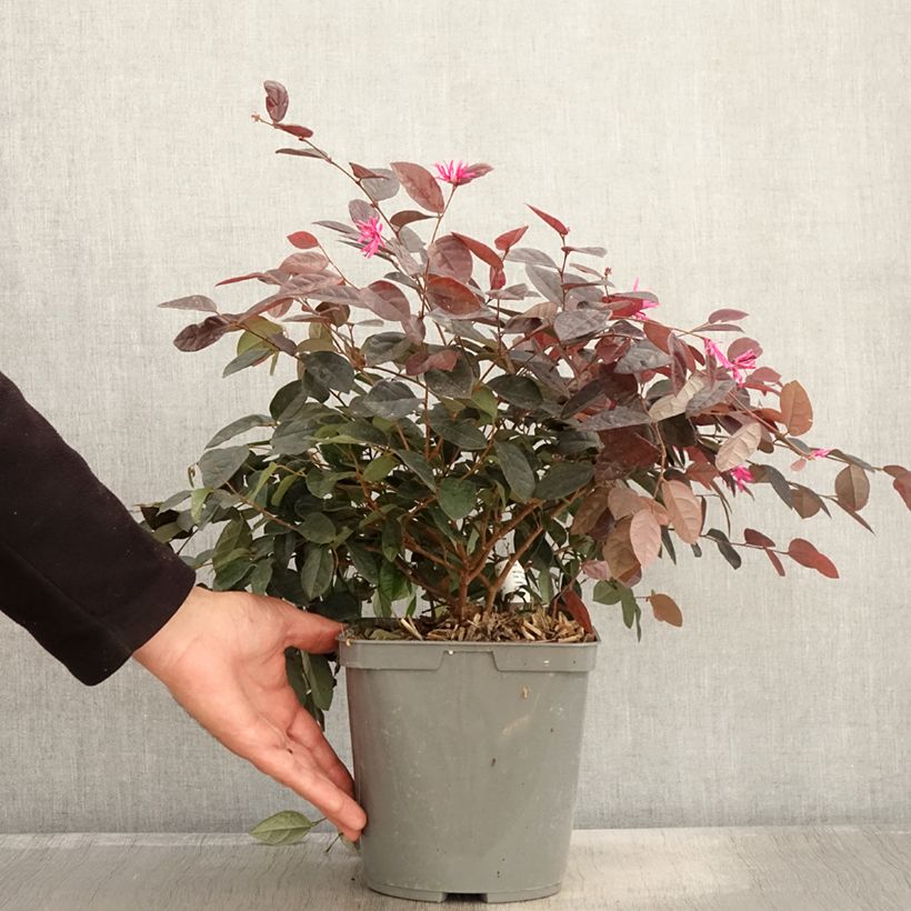 Exemplar von Loropetalum chinense - Loropétale de Chine Pot de 2L/3L wie im Herbst geliefert