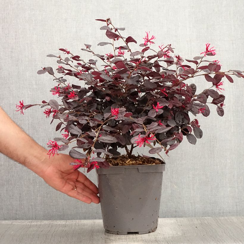 Exemplar von Loropetalum chinense - Loropétale de Chine Pot de 2L/3L wie im Sommer geliefert