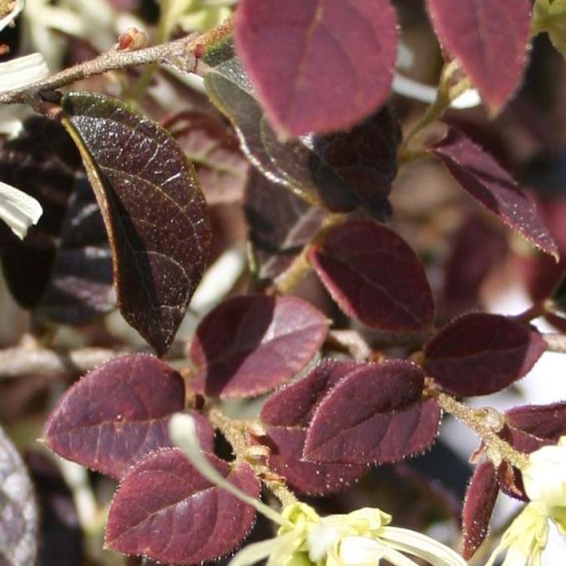 Loropetalum chinense Ruby Snow - Riemenblüte (Laub)