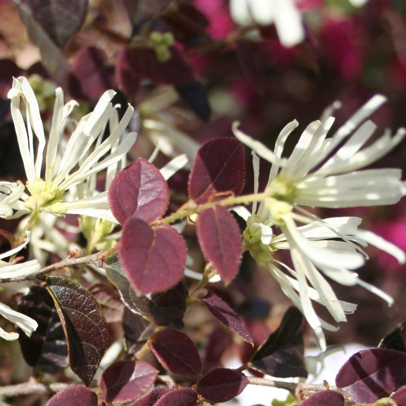 Loropetalum chinense Ruby Snow - Riemenblüte (Blüte)