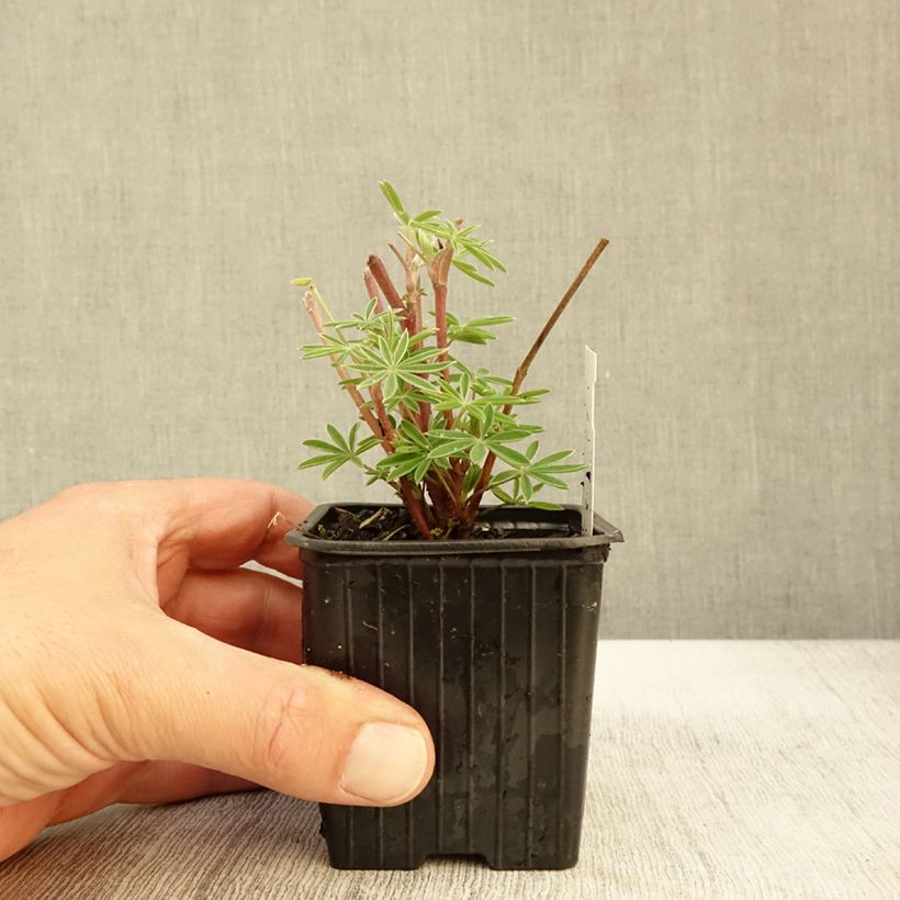 Exemplar von Lupin arboreus jaune en godet de 7/8cm wie im Herbst geliefert