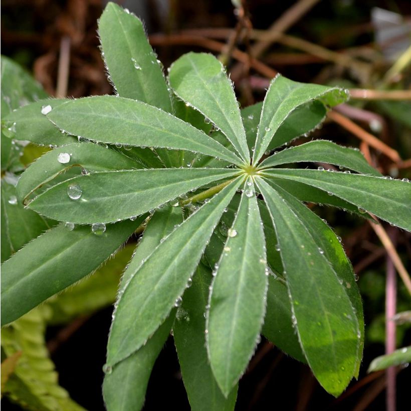 Staudenlupine The Governor (Laub)