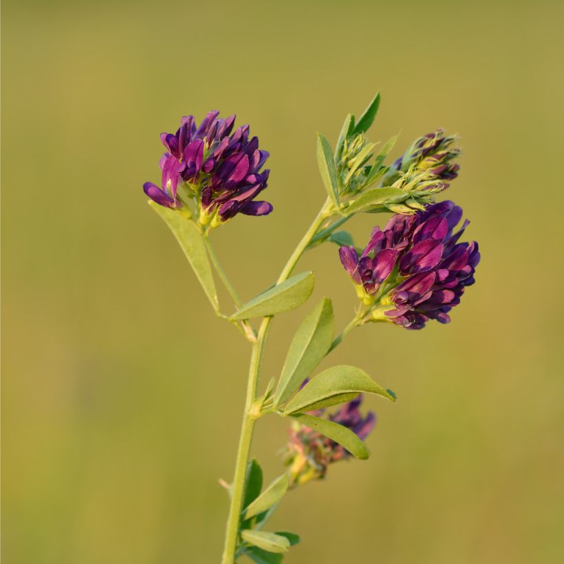 Saat-Luzerne - Medicago sativa (Blüte)