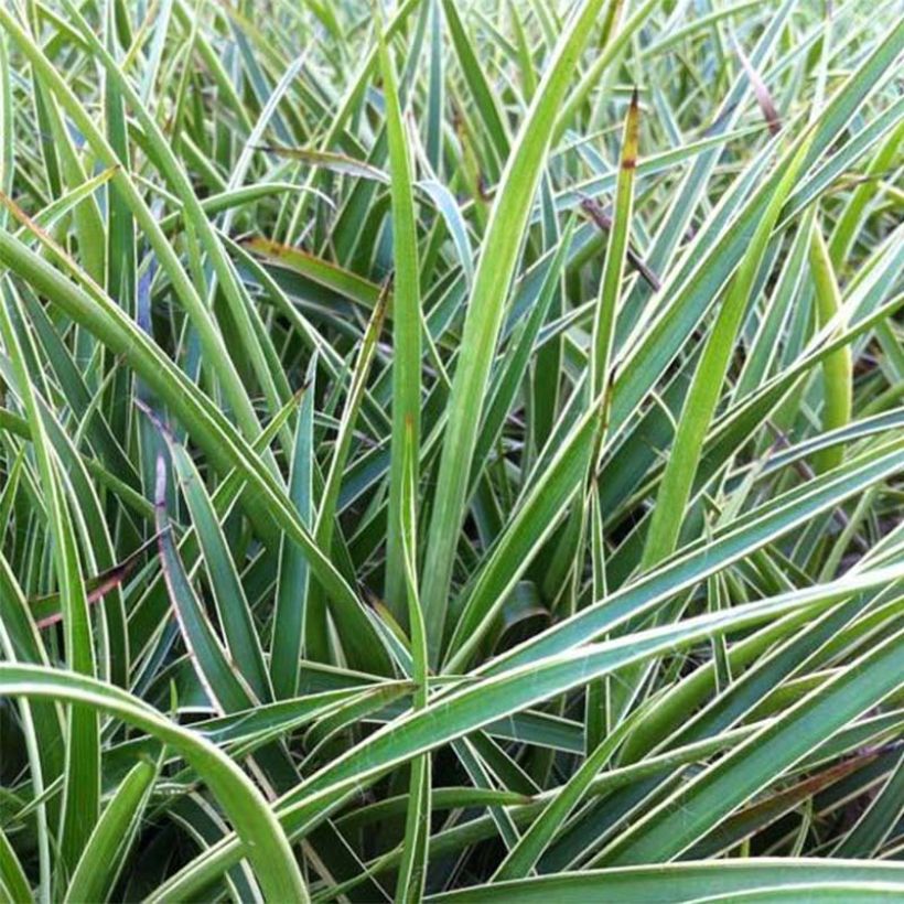 Wald-Hainsimse Marginata - Luzula sylvatica (Blüte)