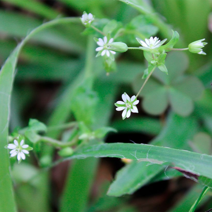 Behaarte Hainsimse - Luzula pilosa (Blüte)