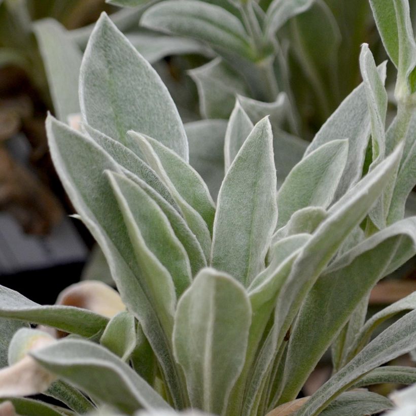 Kranz-Lichtnelke Alba - Lychnis coronaria (Laub)