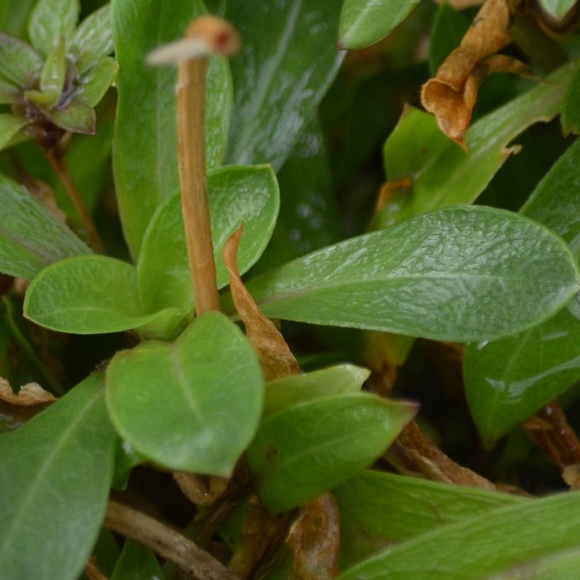 Kuckucks-Lichtnelke - Lychnis flos-cuculi (Laub)