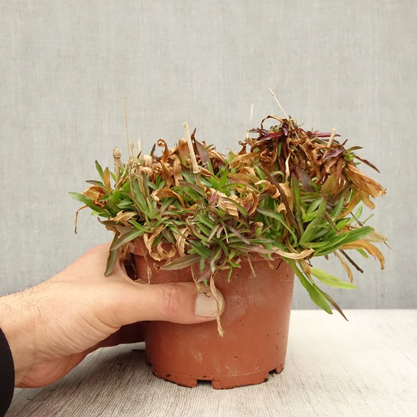 Exemplar von Kuckucks-Lichtnelke Petit Henri - Lychnis flos-cuculi Topf mit 1,5L/2L wie im Herbst geliefert