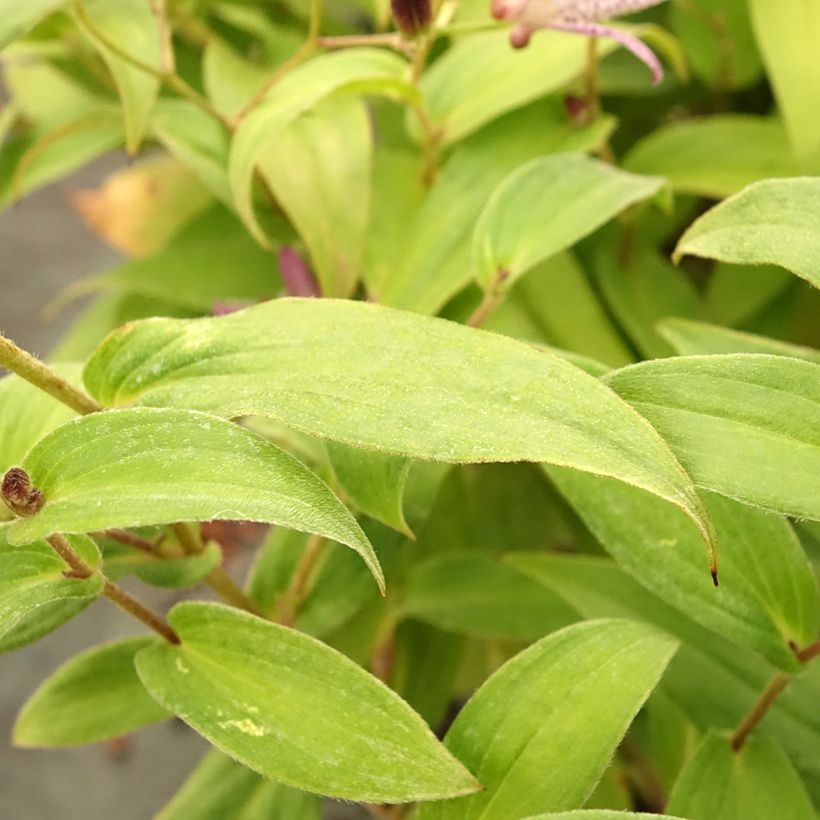 Tricyrtis formosana Pink Freckles - Krötenlilie (Laub)