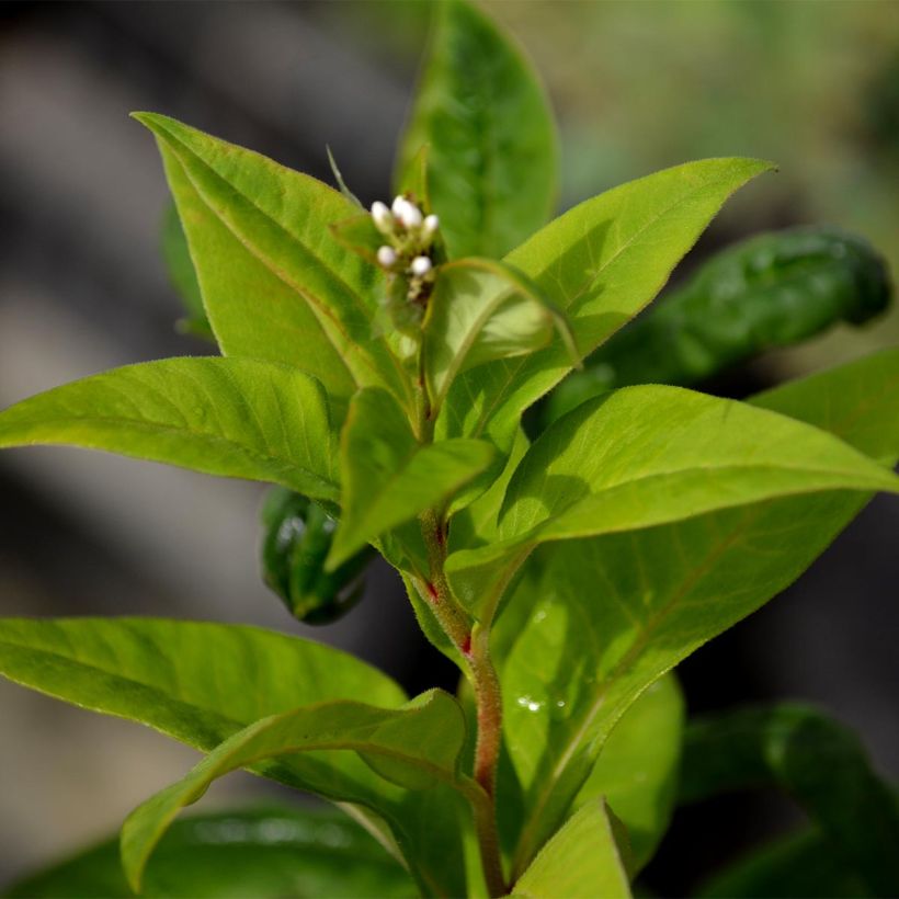 Lysimachia clethroides - Schnee-Felberich (Laub)