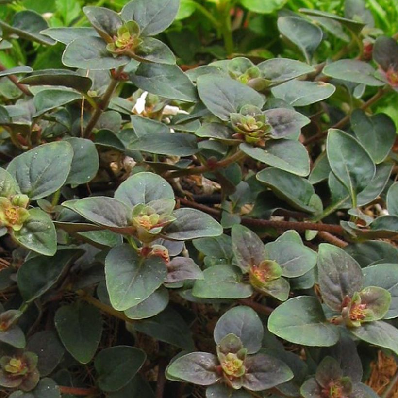 Lysimachia congestiflora Persian Chocolate - Gedrängtblütiger Gilbweiderich (Laub)