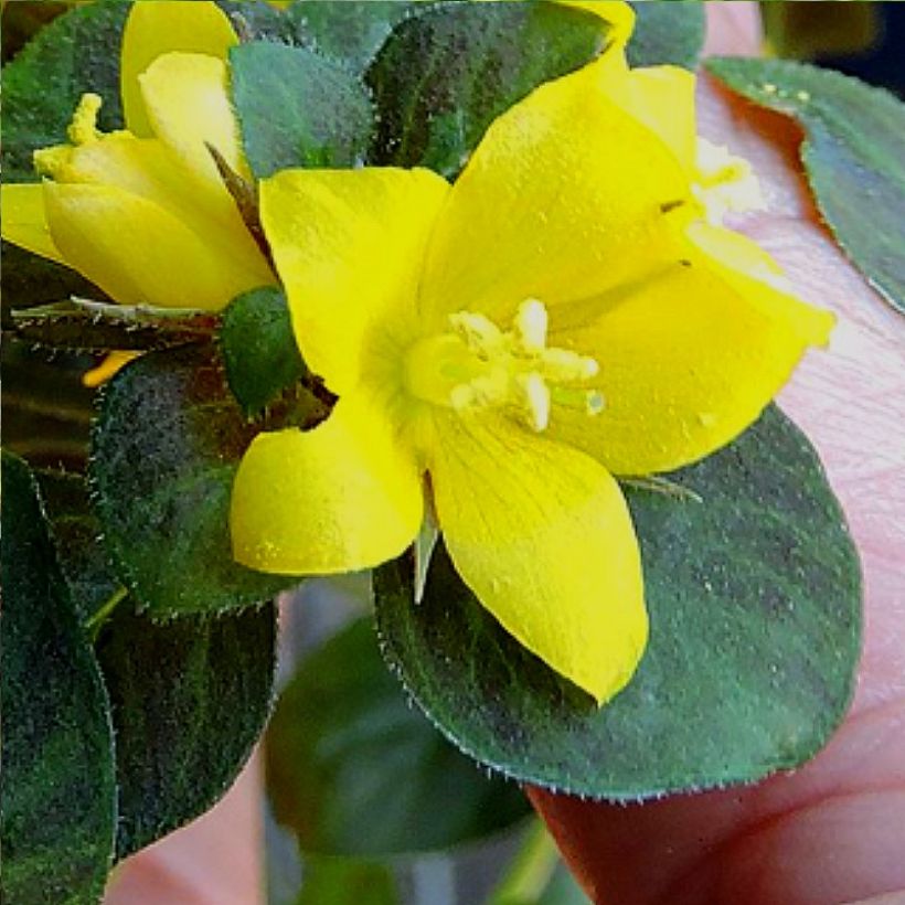 Lysimachia congestiflora Persian Chocolate - Gedrängtblütiger Gilbweiderich (Blüte)