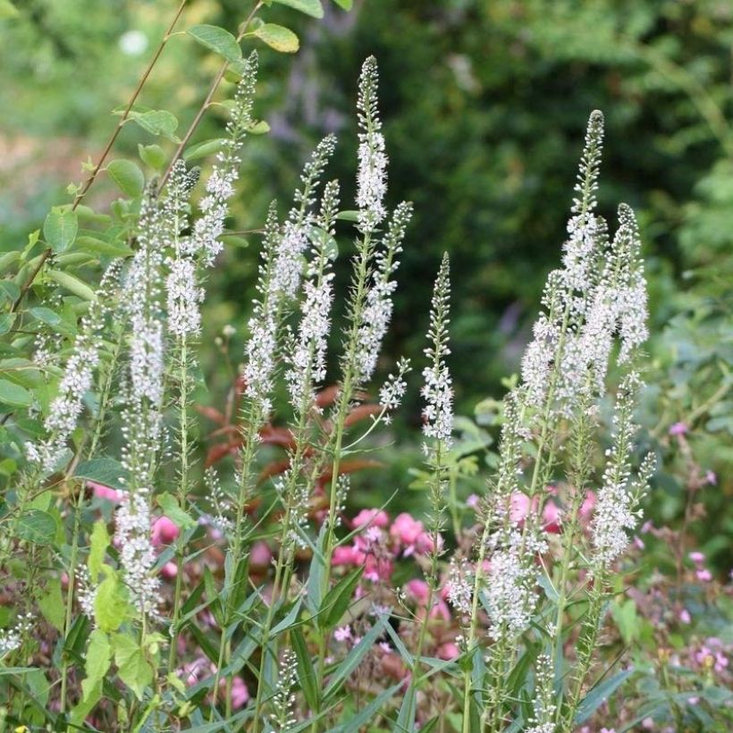 Lysimachia ephemerum - Iberischer Felberich (Blüte)