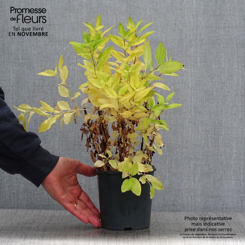 Exemplar von Lysimachia punctata - Lysimaque ponctuée en pot de 2/3 litres wie im Herbst geliefert