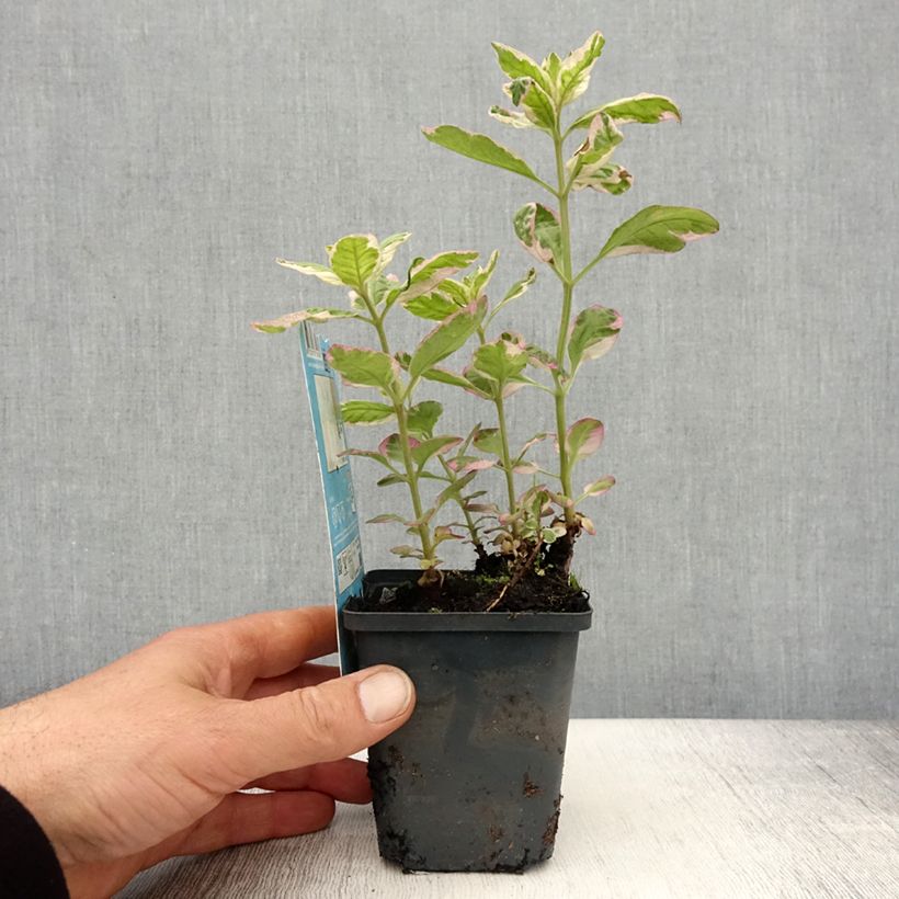 Exemplar von Lysimachia punctata Variegata - Lysimaque panachée de blanc - Godet de 8/9 cm wie im Frühjahr geliefert