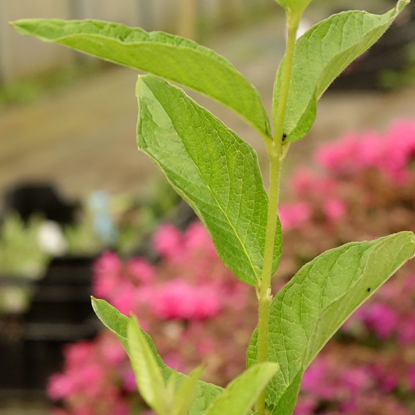 Lysimachia vulgaris - Gewöhnlicher Gilbweiderich (Laub)