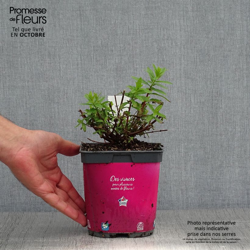 Exemplar von Lythrum salicaria Robert - Salicaire commune en pot de 2/3 litres wie im Herbst geliefert