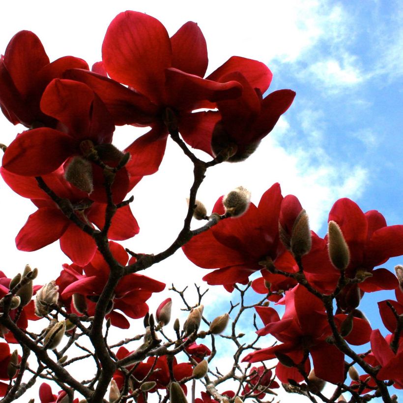 Magnolia Black Tulip - Magnolie (Blüte)