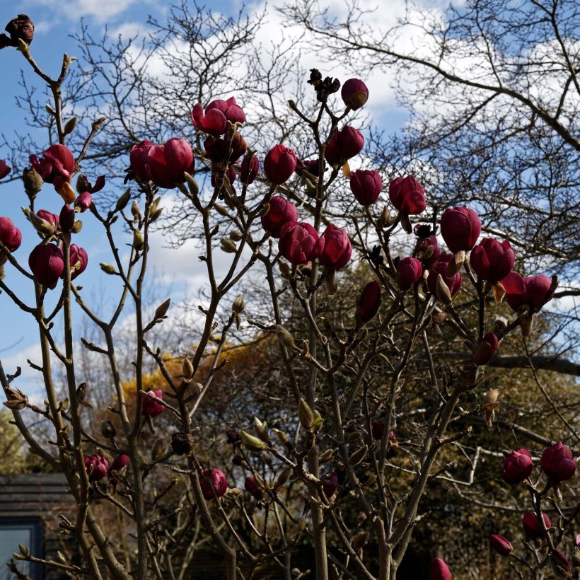 Magnolia Black Tulip - Magnolie (Hafen)