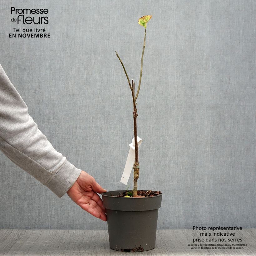 Exemplar von Magnolia brooklyniensis Yellow Bird en pot de 3L/4L wie im Herbst geliefert