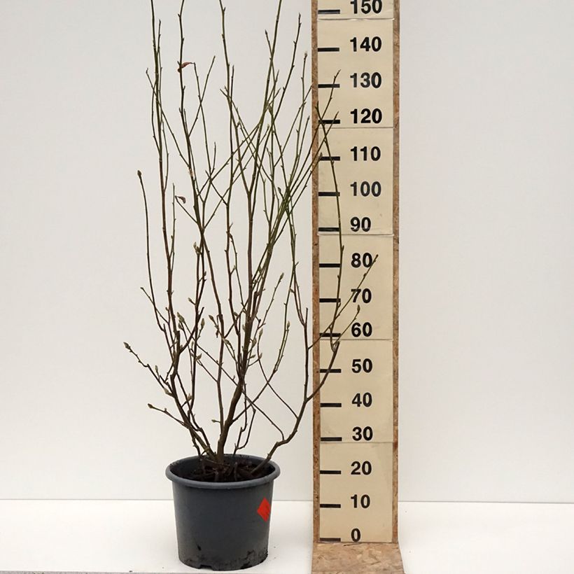 Exemplar von Magnolia denudata Festirose - Yulan-Magnolie Topf mit 7,5L/10LGelieferte Höhe ca. 125/+cm wie im Winter geliefert