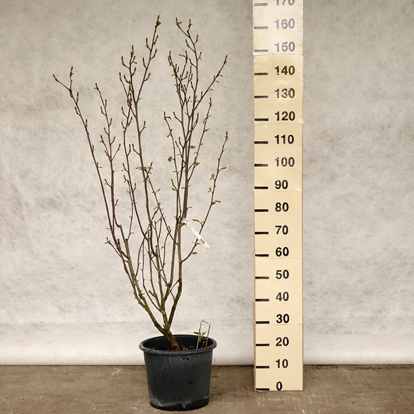 Exemplar von Magnolia denudata Festirose - Yulan-Magnolie Topf mit 7,5L/10LGelieferte Höhe ca. 125/+cm wie im Frühjahr geliefert