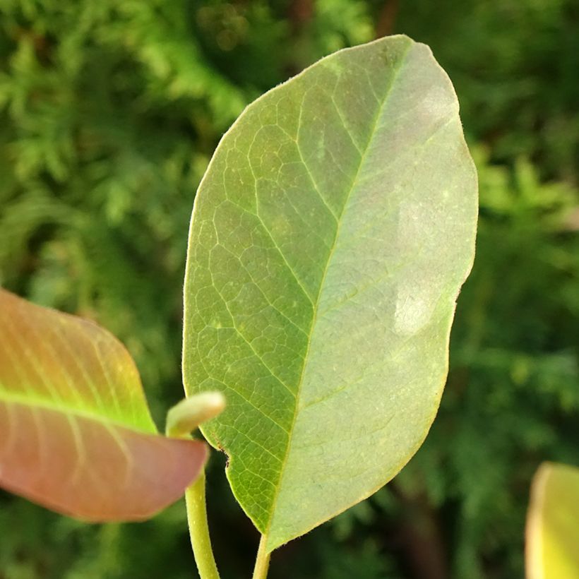 Magnolia denudata Festirose - Yulan-Magnolie (Laub)