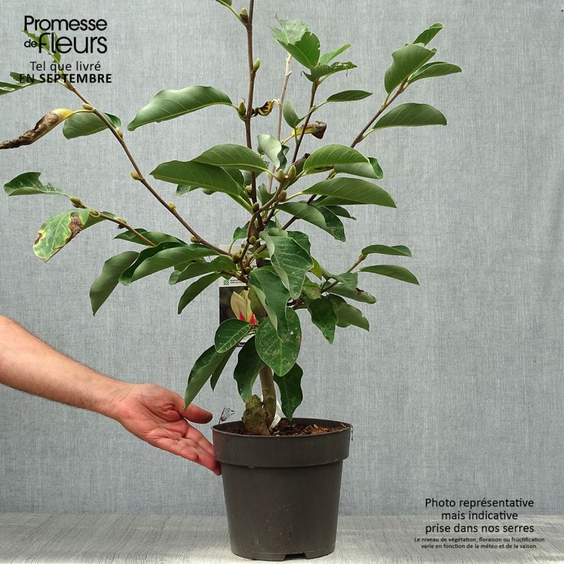 Exemplar von Magnolia denudata Sunrise Pot de 3L/4L wie im Herbst geliefert