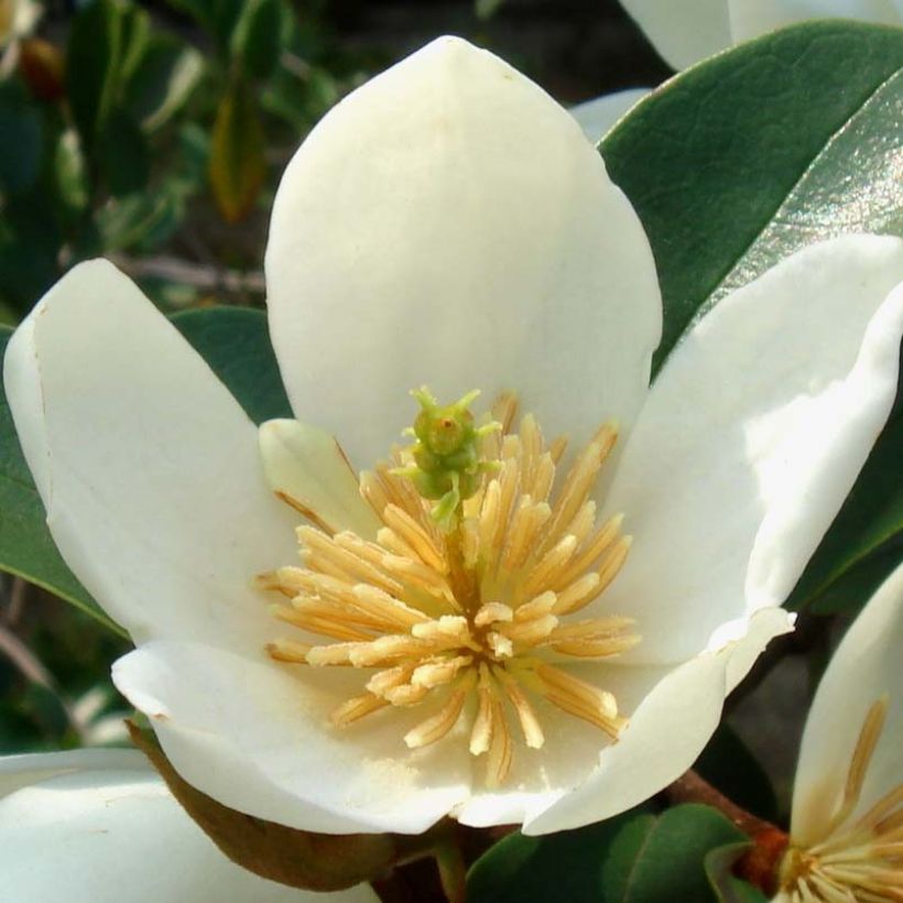 Magnolia dianica Summer Snowflake - Magnolie (Blüte)