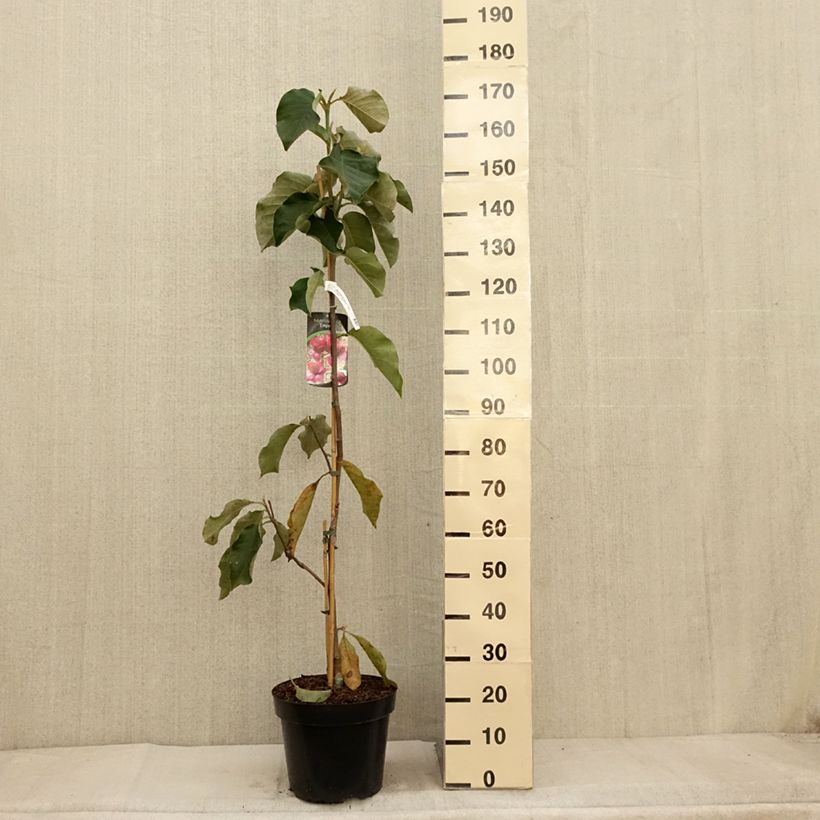 Exemplar von Magnolia Emperor Pot de 12L/15L wie im Herbst geliefert