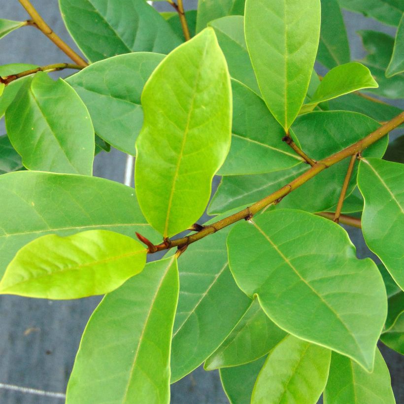 Magnolia 'Fairy Blush' - Magnolie (Laub)