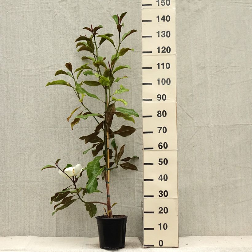 Exemplar von Magnolia grandiflora Bracken's Brown Beauty - Immergrüne Magnolie Topf mit 4L/5LGelieferte Höhe ca. 40/60cm wie im Sommer geliefert